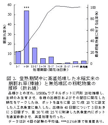 図2.登熟期間中に高温処理した水稲玄米の胴割れ率(棒線)と無処理区の籾乾物重の推移(折れ線)
