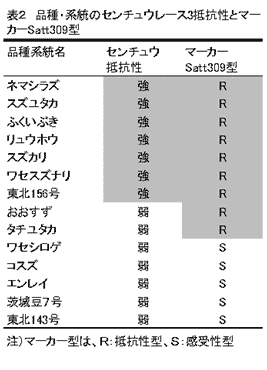 表2 品種・系統のセンチュウレース3抵抗性とマーカーSatt309型