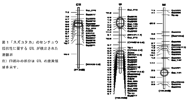 図1「スズユタカ」のセンチュウ抵抗性に関するQTLが検出された連鎖群