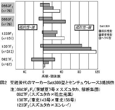 図2 交雑後代のマーカーSatt309型とセンチュウレース3抵抗性