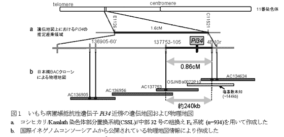 図1 いもち病圃場抵抗性遺伝子Pi34近傍の遺伝地図および物理地図