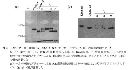 図2 CAPSマーカー4B10r(a)およびSSCPマーカー137753-105(b)の電気泳動パターン