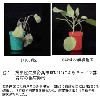 図1  病原性欠損変異株RENI10によるキャベツ萎黄病の発病抑制