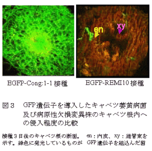 図3 GFP遺伝子を導入したキャベツ萎黄病菌及び病原性欠損変異株のキャベツ根内への進入程度の比較