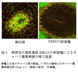 図4 病原性欠損変異株REMI10の前接種によるキャベツ萎黄病菌の侵入阻害