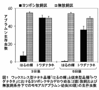 図1 ワックスレス型ナタネ品種「はるの輝」と従来型品種「トワダナタネ」におけるヨツボシクサカゲロウ幼虫(2頭)放飼および無放飼条件下でのモモアカアブラムシ幼虫(60頭)の生存虫数