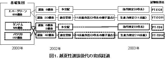 図1 越夏性選抜後代の育成経過