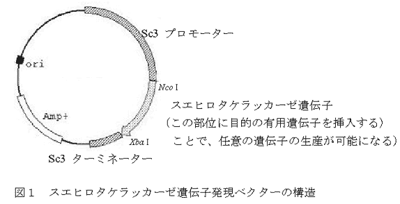 図1 スエヒロタケラッカーゼ遺伝子発現ベクターの構造