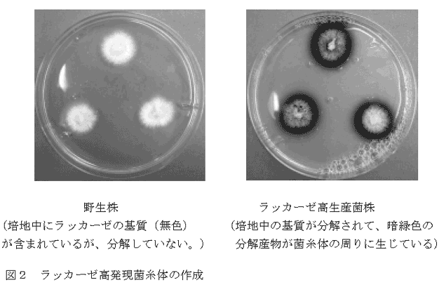図2 ラッカーゼ高発現菌糸体の作成 