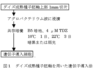 図1 ダイズ成熟種子胚軸を用いた遺伝子導入法