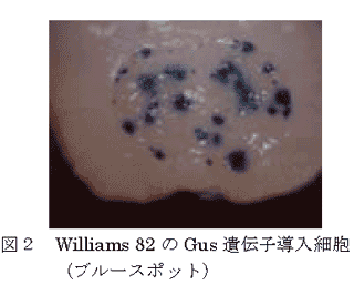 図2 Williams 82のGus遺伝子導入細胞