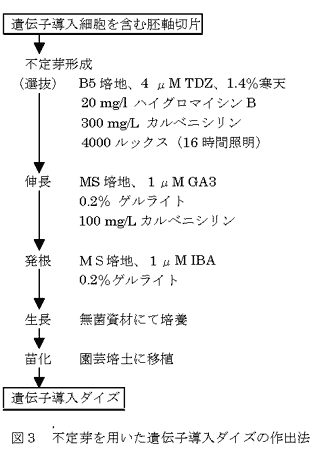 図3 不定芽を用いた遺伝子導入ダイズの作出法