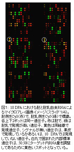 図1 10DPAにおける胚と胚乳由来RNAによるマイクロアレイ画像イメージ