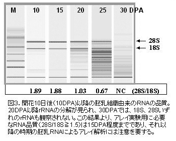 図3 開花10日後(10DPA)以降の胚乳組織由来のRNAの品質