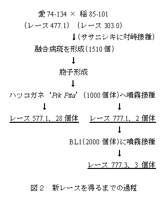 図2 新レースを得るまでの課程