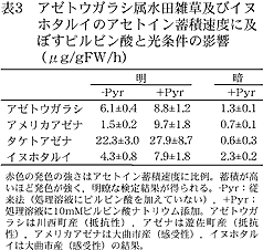 表3 アゼトウガラシ属水田雑草及びイヌホタルイのアセトイ ン蓄積速度に及ぼすピルビン酸と光条件の影響