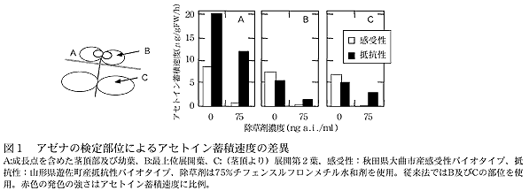 図1 アゼナの検定部位によるアセトイン蓄積速度の差異