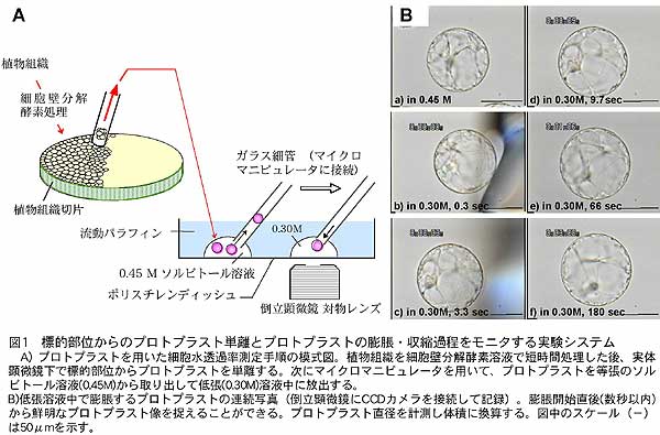 図1 標的部位からのプロトプラスト単離とプロトプラストの膨脹・収縮過程をモニタする実験システム