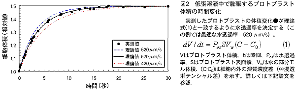 図2 低張溶液中で膨脹するプロトプ ラスト体積の時間変化