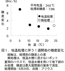 図1.地温処理に伴う1週間後の糖度変化