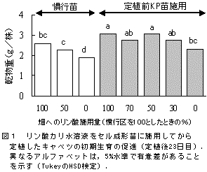 図1 リン酸カリ水溶液をセル成形苗に施用してから 定植したキャベツの初期生育の促進