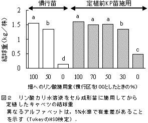 図2 リン酸カリ水溶液をセル成形苗に施用してから  定植したキャベツの結球重.