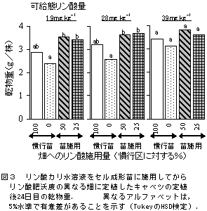 図2 リン酸カリ水溶液をセル成形苗に施用してから  定植したキャベツの結球重.