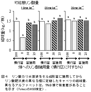 図4 リン酸カリ水溶液をセル成形苗に施用してから  リン酸肥沃度の異なる畑に定植したキャベツの結球重.