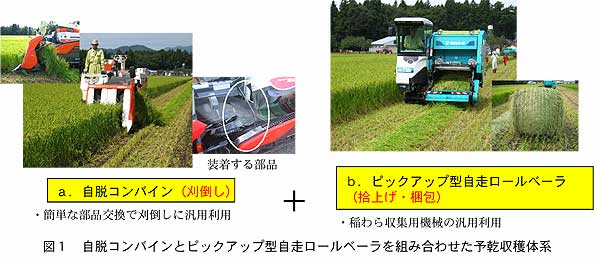 図1 自脱コンバインとピックアップ型自走ロールベーラを組み合わせた予乾収穫体系