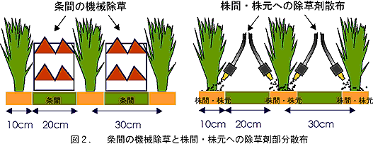 図2. 条間の機械除草と株間・株元への除草剤部分散布