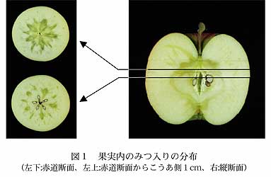 図1 果実内のみつ入りの分布