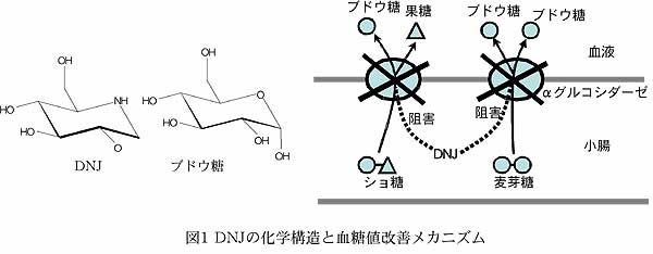 図1 DNJの化学構造と血糖値改善メカニズム 図3 桑新芽におけるDNJ含量 品種:きぬゆたか、測定区は栽培圃場が異なる。値は3回測定の平均値±標準偏差で示す 0 .0 0 .1 0 .2 0 .3 0 .4 0 .5 1 2 1 2 3 4 5 1 2 3 1 2 3 1 2 5月6月7月8月9月 採取時期、測定区 D N J含量(乾燥重%) 従来の製品用品種に使用されてい る改良鼠返、一ノ瀬の全部位葉の 測定平均値(0.06%) 0 .