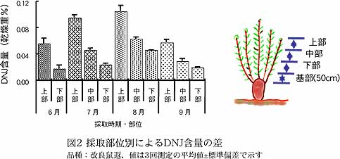 図2 採取部位別によるDNJ含量の差