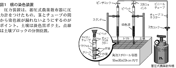 図1 根の染色装置