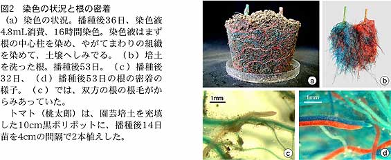 図2 染色の状況と根の密着