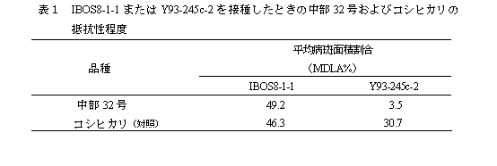 表1 IBOS8-1-1 またはY93-245c-2 を接種したときの中部32 号およびコシヒカリの 抵抗性程度
