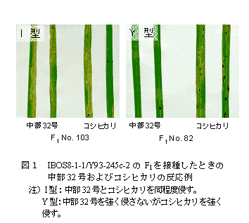 図1 IBOS8-1-1/Y93-245c-2 のF1を接種 したときの中部32 号およびコシ ヒカリの反応例