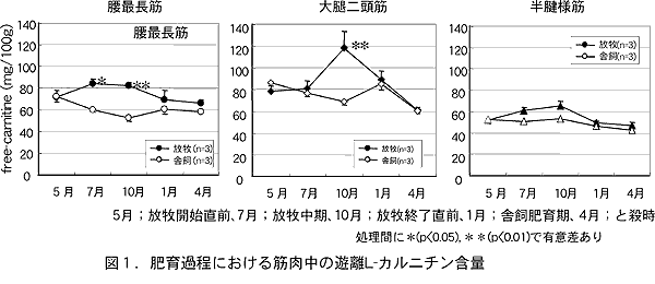 図1.肥育過程における筋肉中の遊離L-カルニチン含量