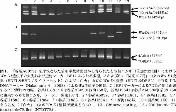 図1 .「谷系A6099」を片親とした倍加半数体集団から得られたもち性コムギ(倍加2世代目)における Wx-D1 遺伝子の欠失および近傍マーカーBP1にみられる多型.