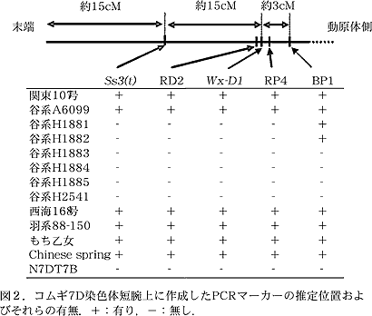 図2 .コムギ7D染色体短腕上に作成したPCRマーカーの推定位置およびそれ らの有無.