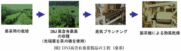 図2 DNJ高含有桑葉製品の工程(桑茶)