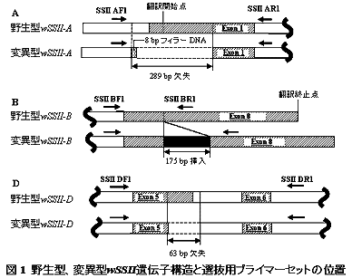 図1 野生型、変異型wSSII遺伝子構造と選抜用プライマーセットの位置