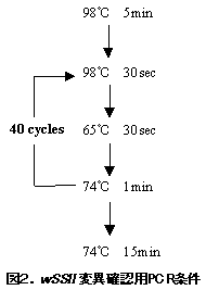 図2 wSSII変異確認用PCR条件