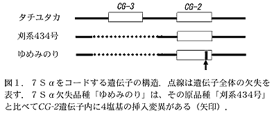 図1 7Sαをコードする遺伝子の構造、点線は遺伝子全体の欠失を表す。7Sα欠失品種「ゆめみのり」は、その原品種「刈系434号」と比べてCG-2遺伝子内に4塩基の挿入変異がある(矢印)