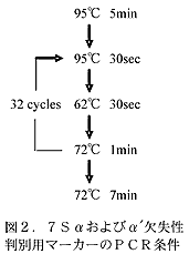 図2 7Sαおよびα'欠失性判別用マーカーのPCR条件