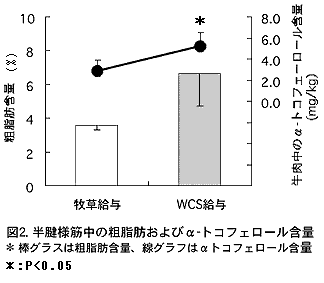 図2 半腱様筋中の粗脂肪及びα-トコフェロール含量