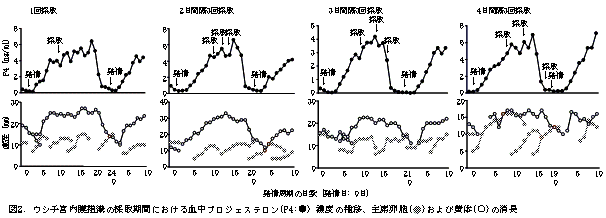 図2 ウシ子宮内膜組織の採取期間における血中プロジェステロン濃度の推移、主席卵胞および黄体の消長