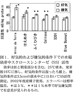図1 好気的及び嫌気的条件下での水稲幼芽中スクロースシンターゼ(SS)活性