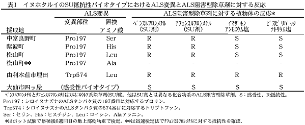 表1 イヌホタルイのSU抵抗性バイオタイプにおけるALS変異とALS阻害型除草剤に対する反応