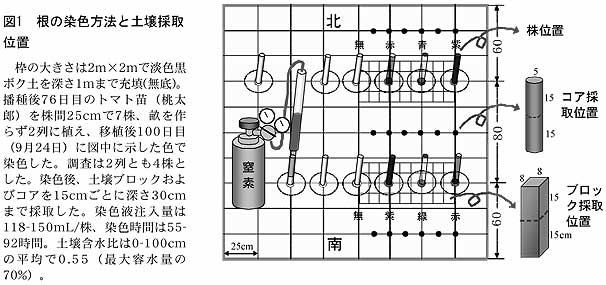 図1 根の染色方法と土壌採取位置